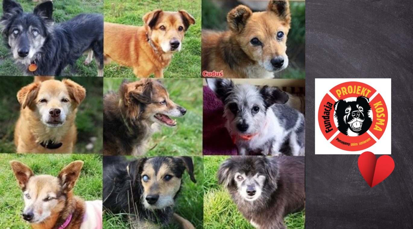 Zbiórka na rzecz psich seniorów!