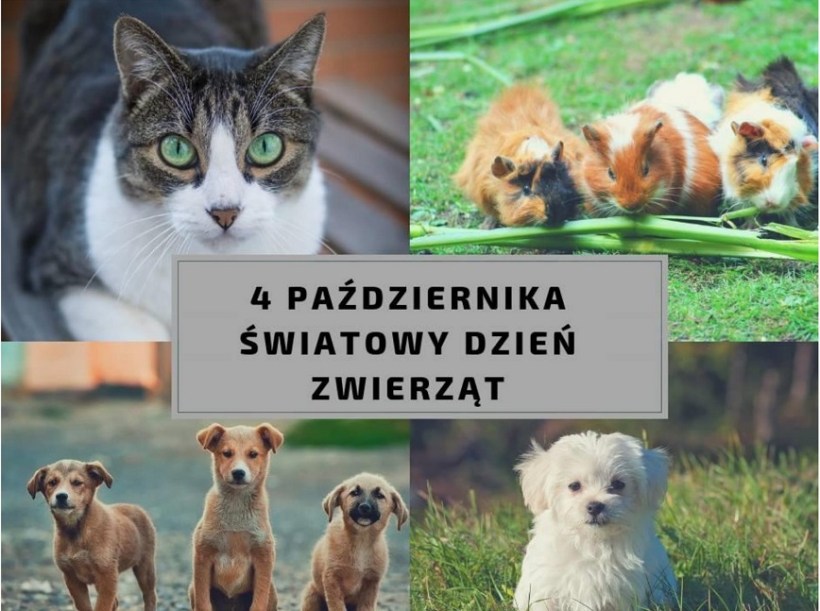 Międzynarodowy Dzień Zwierząt – ruszamy z akcją „Puszka dla sierściuszka”