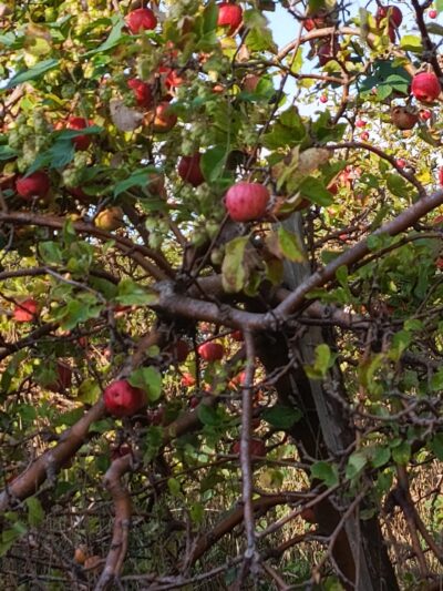 Wycieczka do „Krasnego Sadu” w Pierwoszynie 🍏 Wycieczka do „Krasnego Sadu” w Pierwoszynie 🍏